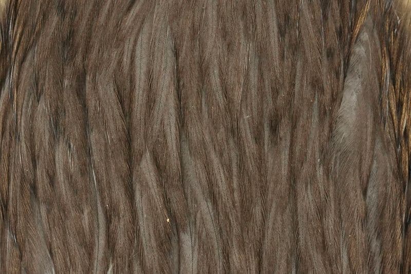 Hebert Hen Cape Dark Gray Dun view 1