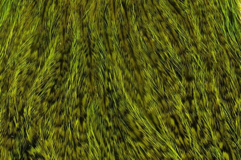 Coq de Leon Hen Cape Speckled dyed Fl. Green Chartreuse view 1
