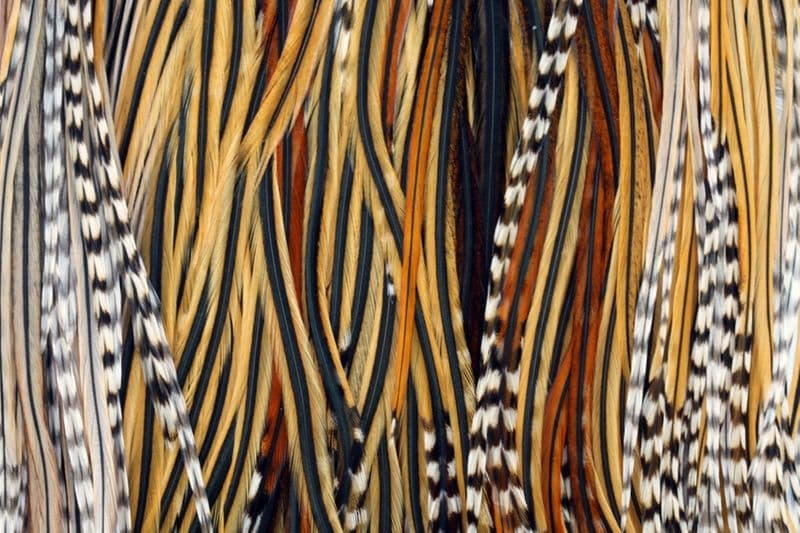 Eurohackle Saddle Unique Variant