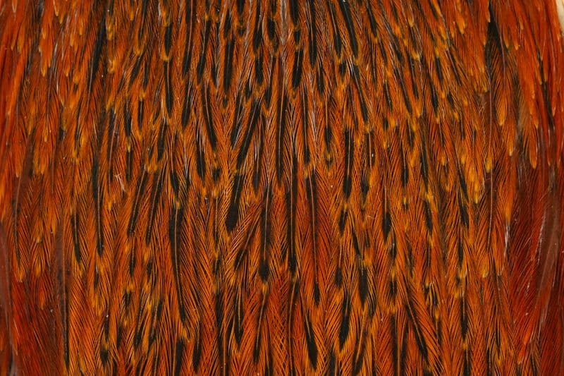 Hebert Hen Cape Brown view 1