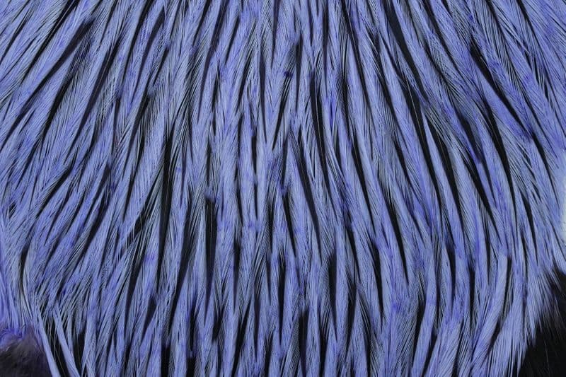 American Rooster Cape Badger dyed Lavender view 1