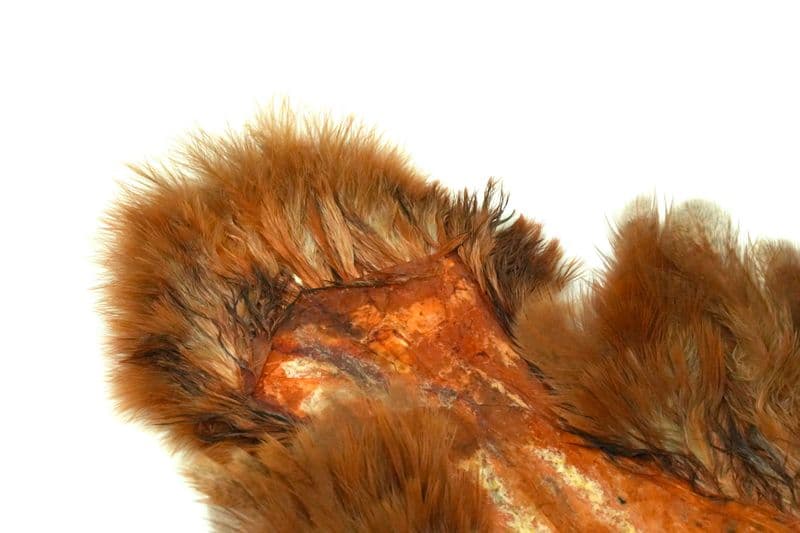 Brahma Hen SH/C Mottled Grey dyed Golden Brown view 1