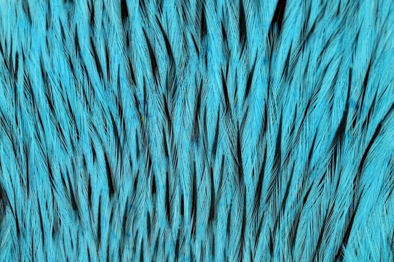Brahma Rooster Cape Badger dyed Silver Dr Blue