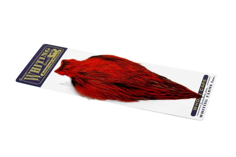 American Rooster Cape BLW dyed Orange view 2