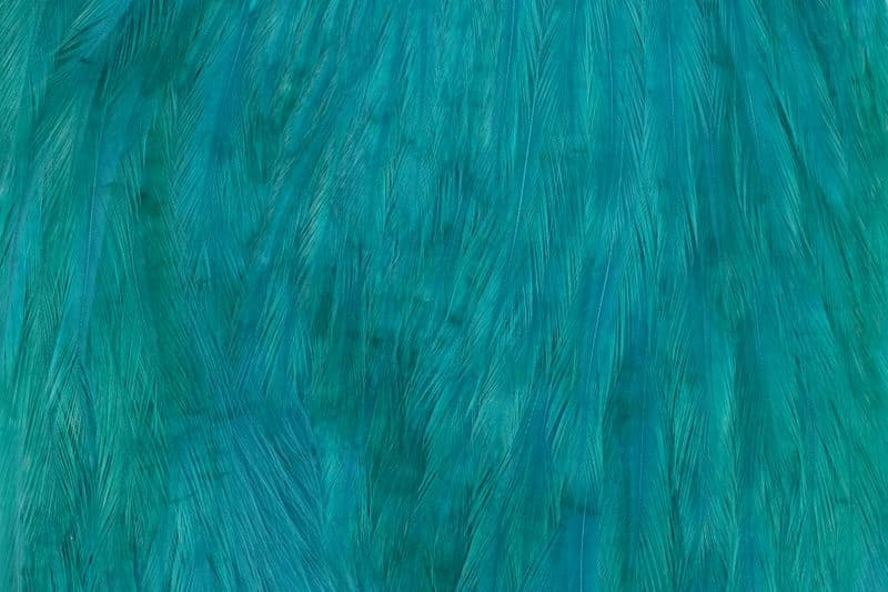 American Rooster Cape White dyed Teal