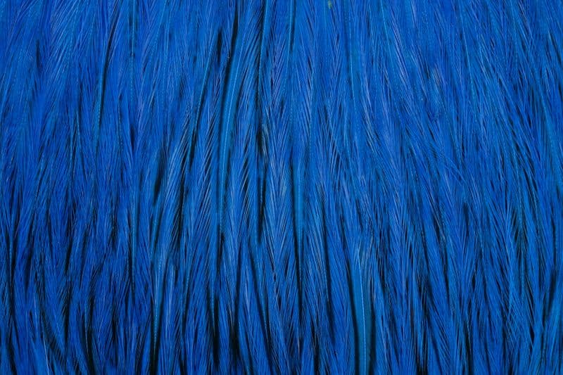 American Rooster Cape BLW dyed Kingfisher Blue view 1