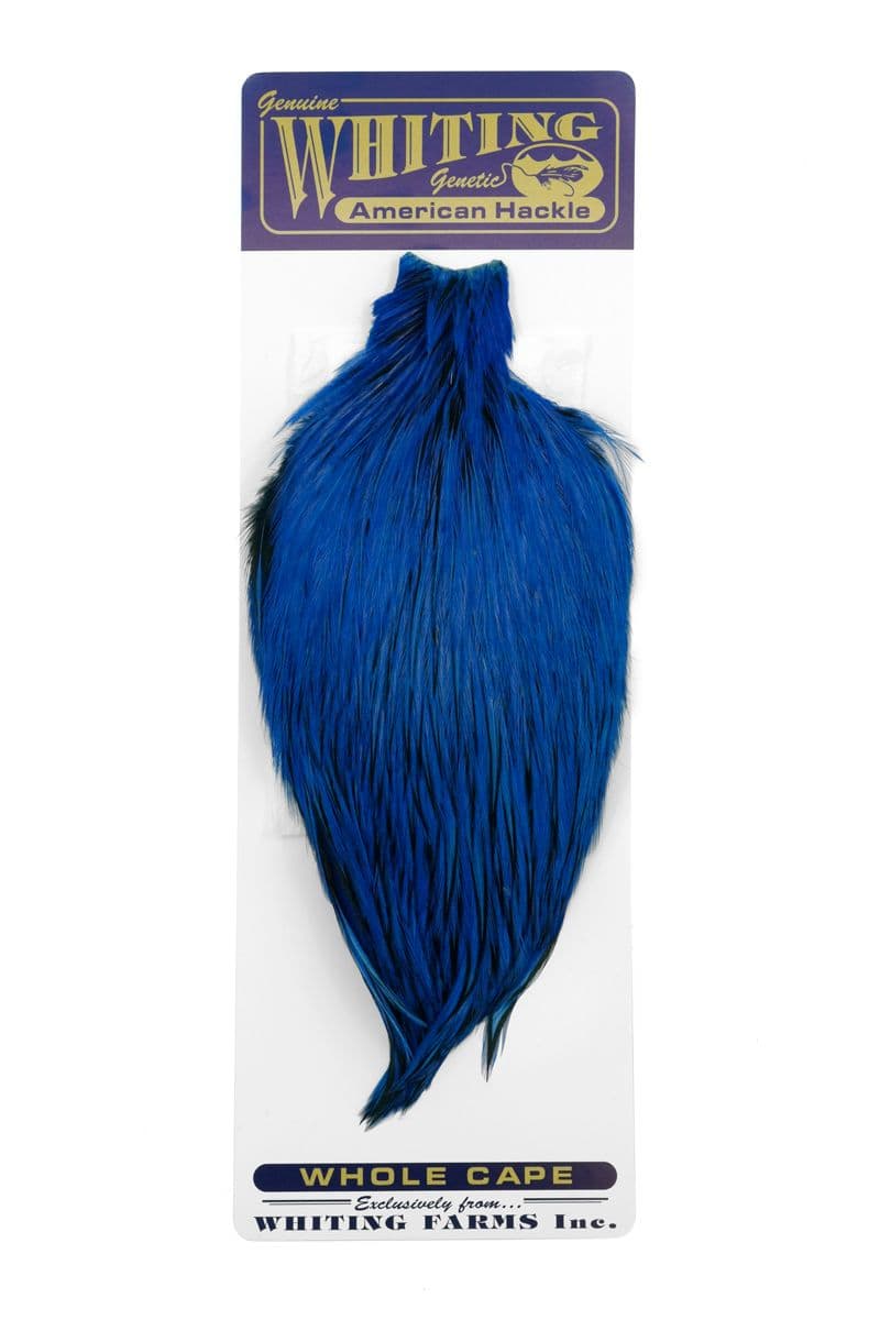 American Rooster Cape BLW dyed Kingfisher Blue view 3