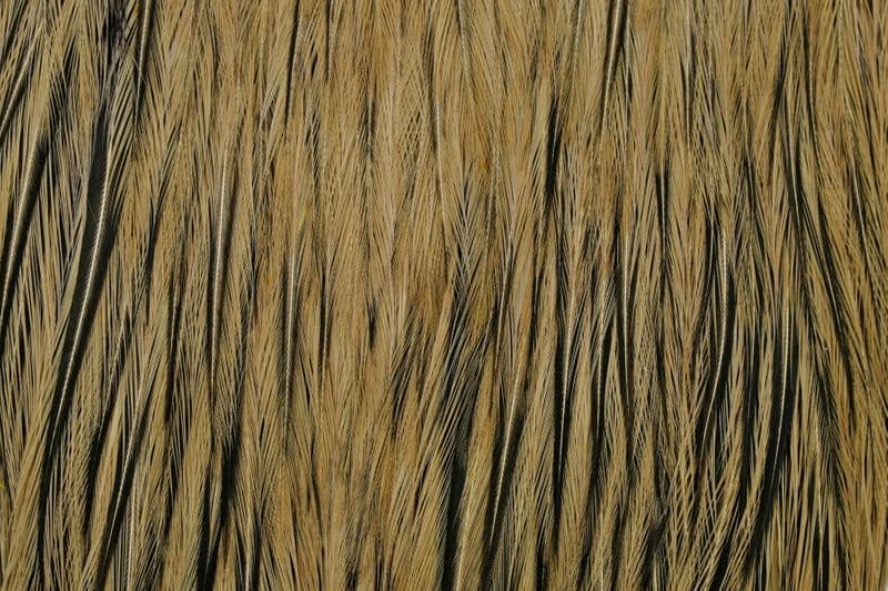 American Rooster Cape Black laced White dyed Tan view 1