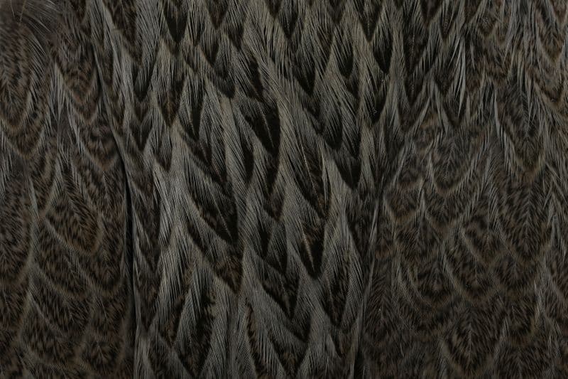 Brahma Hen Cape Badger dyed Dark Dun