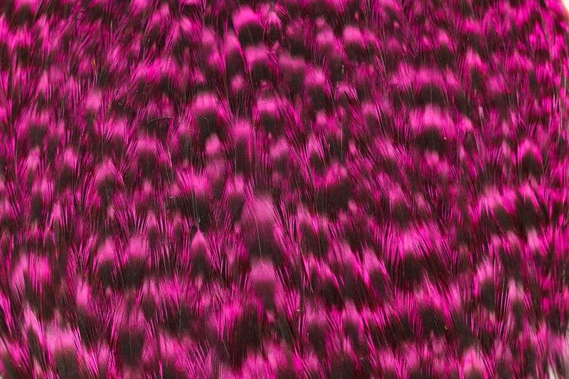 American Hen Cape Grizzly dyed Pink view 1