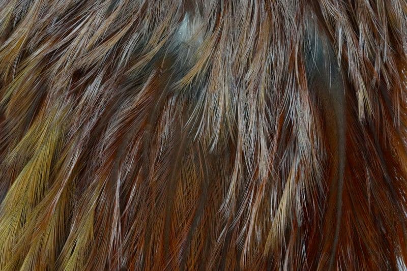 Coq De Leon Gold Saddle Brown