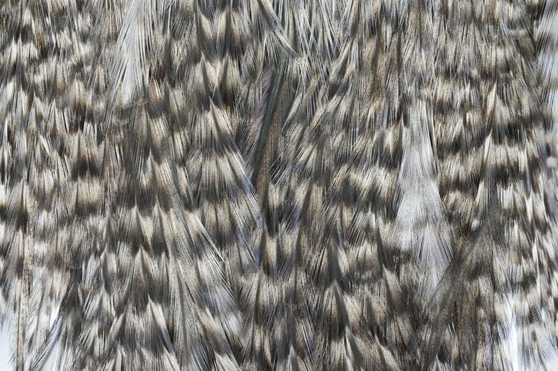 Coq de Leon Silver Saddle Grizzly Variant view 1